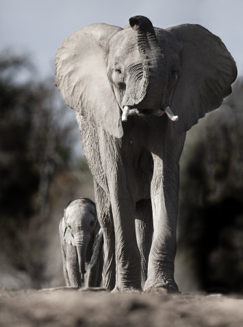 Elephant mother and son