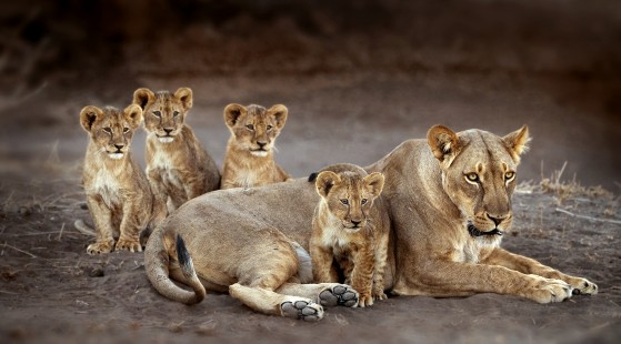 Lion Family portrait